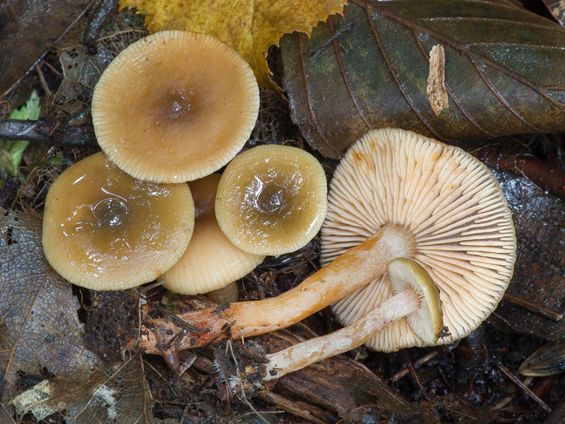 Lactarius obscuratus